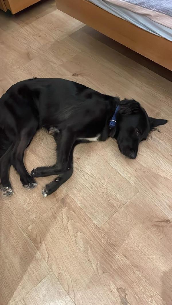 Blackie, Simil Flat Coat Retriever Foto 4